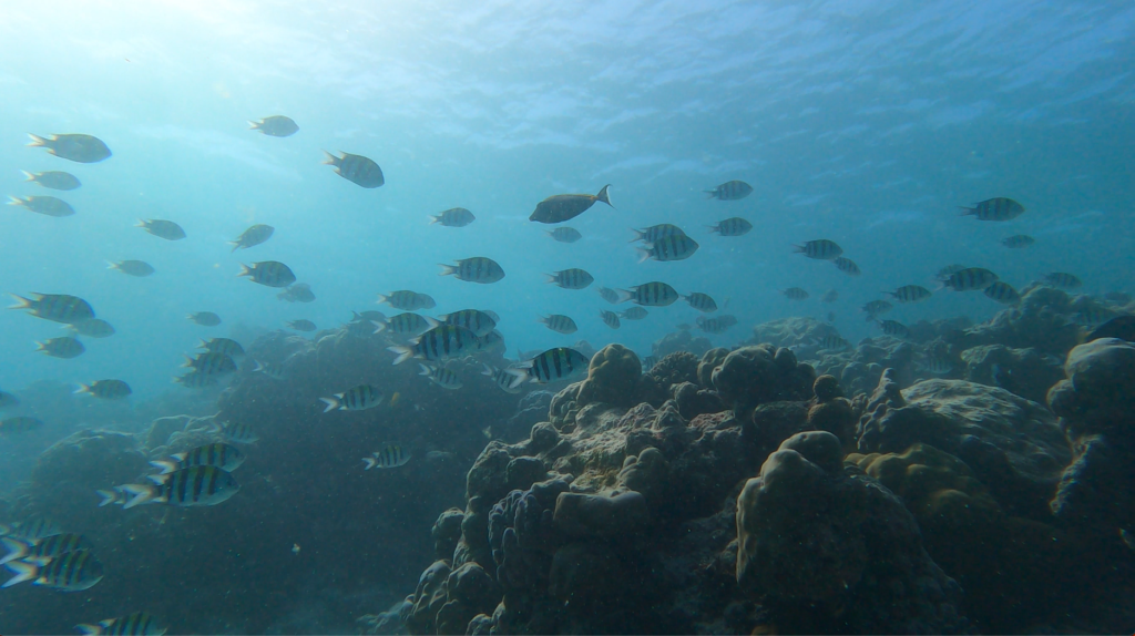 scuba diving in maldives