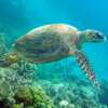 turtle snorkeling