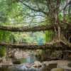 Iconic Living Root Bridge of Meghalaya’s May Soon Become a UNESCO World Heritage Site