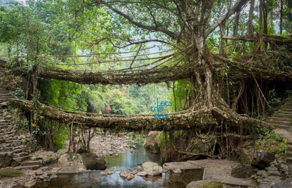 Iconic Living Root Bridge of Meghalaya’s May Soon Become a UNESCO World Heritage Site