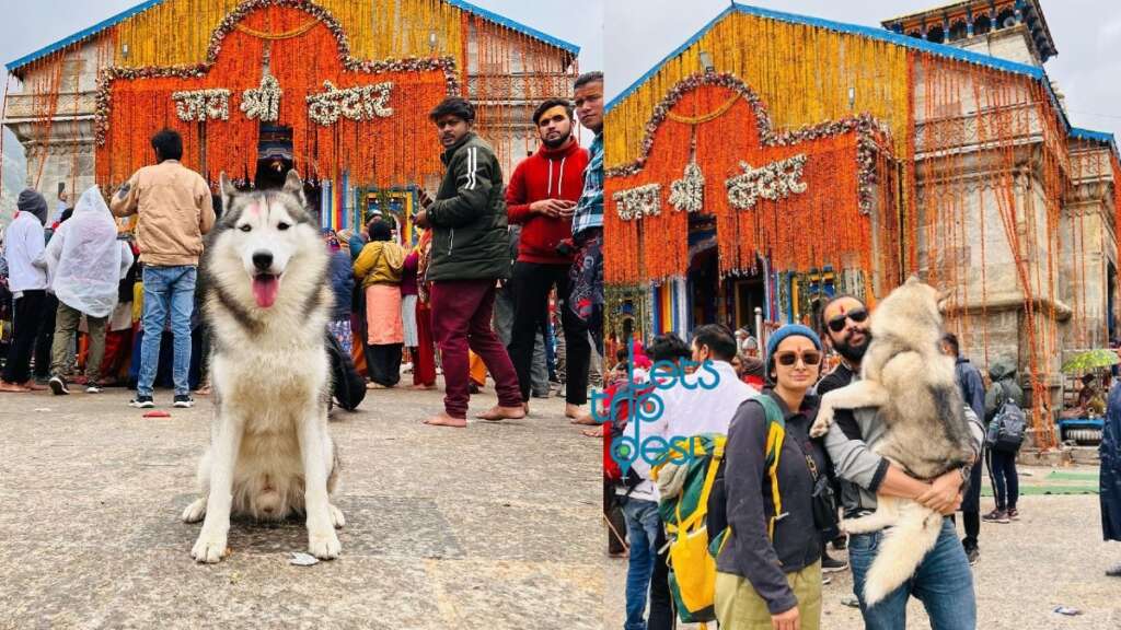 Noida Man Brings Pet Dog To Kedarnath Yatra, Priests Disappointed