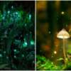 A Forest In Maharashtra Glows In The Dark And Glitters Like A Sky Full Of Stars