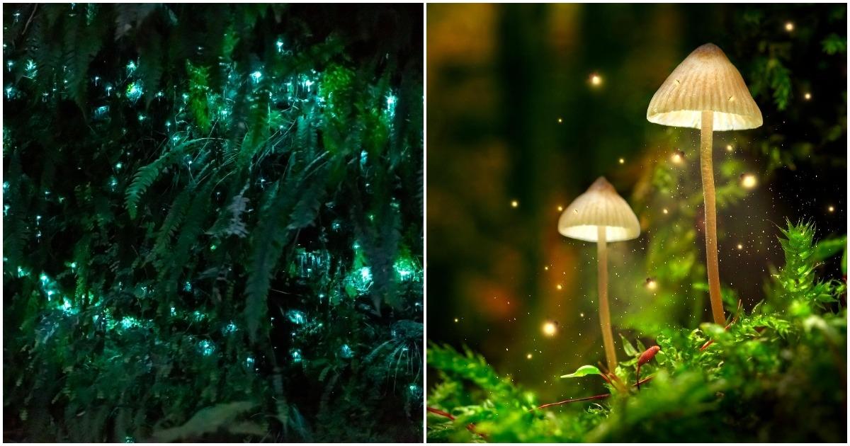 A Forest In Maharashtra Glows In The Dark And Glitters Like A Sky Full Of Stars