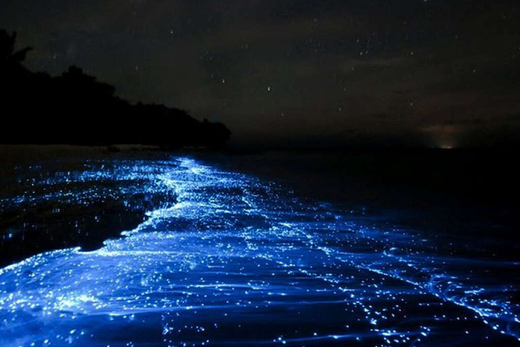 Beaches That Glow In The Dark