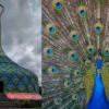 Peacock Resembled Temple Near Bangalore