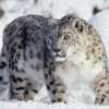The Snow Leopard Village In Ladakh