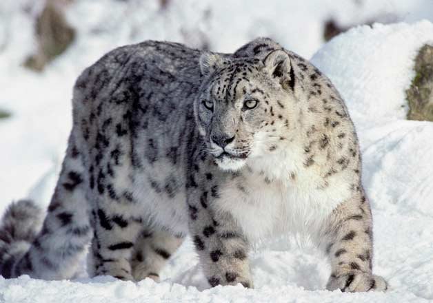 The Snow Leopard Village In Ladakh