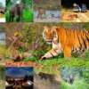 Jungle Safaris Near Bengaluru