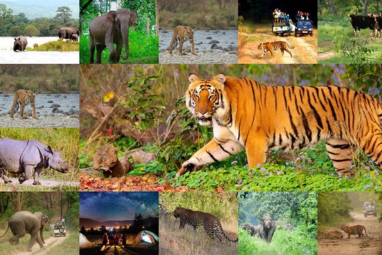 Jungle Safaris Near Bengaluru