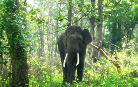 Jungle Safaris Near Bengaluru 