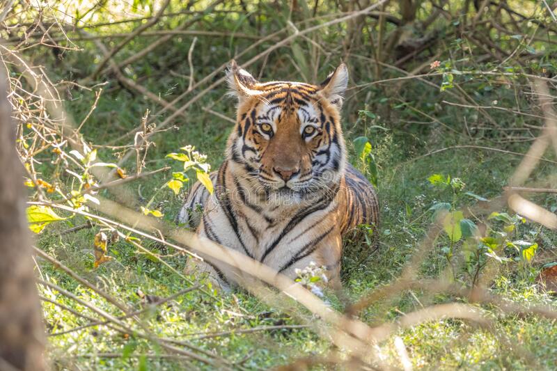 Jungle Safaris Near Bengaluru 