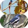 Bird Sanctuary In Kolkata Is A Heaven For Bird Watchers