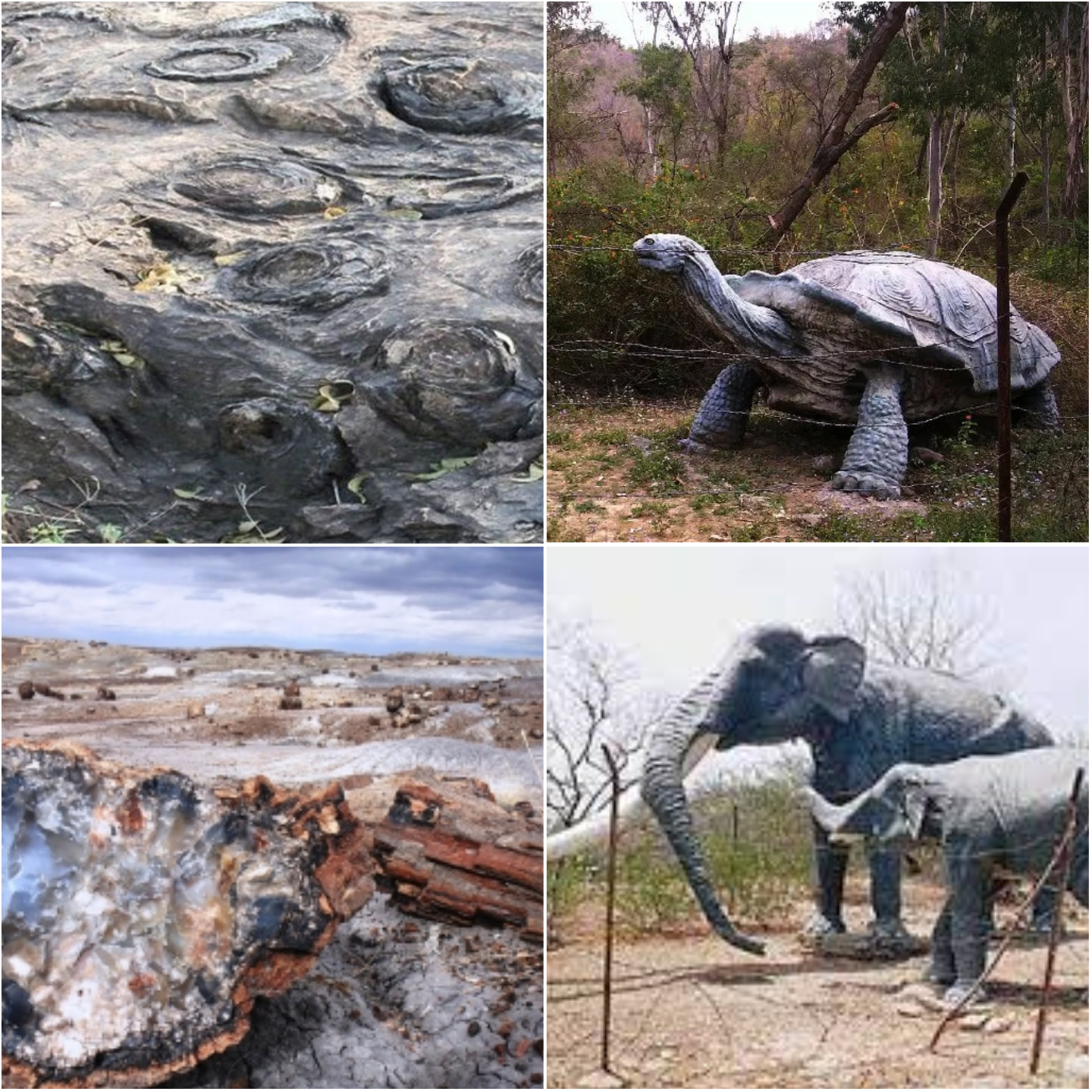 Asia’s Largest Fossil Park