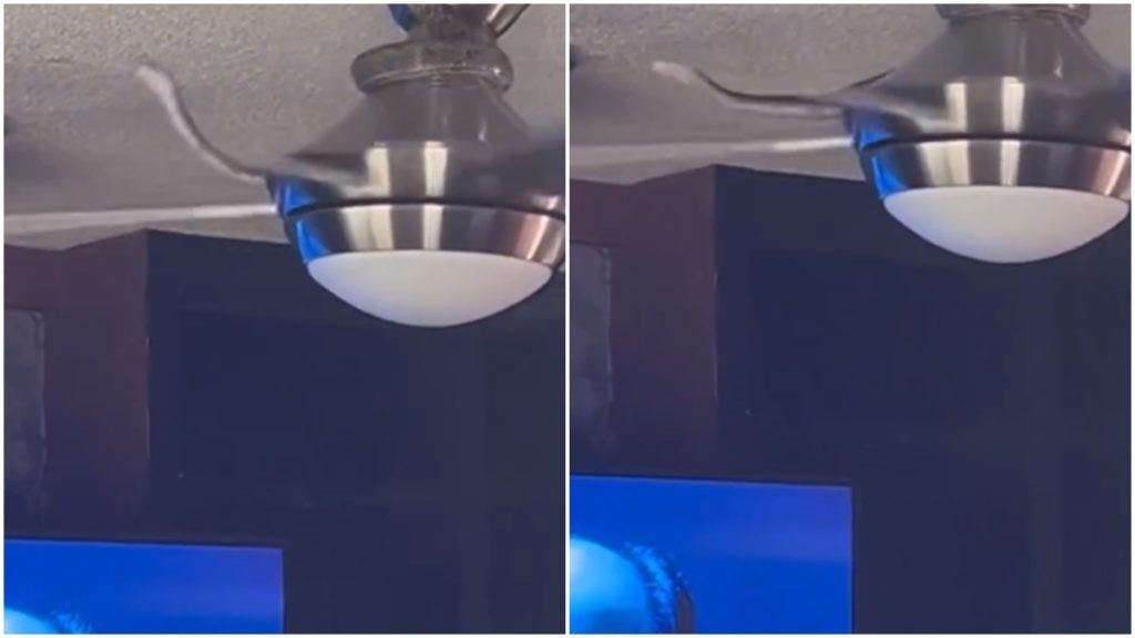 Breathtaking Moment As A Snake Emerges From A Ceiling Fan, Video Goes Viral