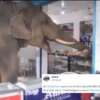 Guwahati: A Video of An Elephant Eating Sweets in A Local Shop is Heart-Melting