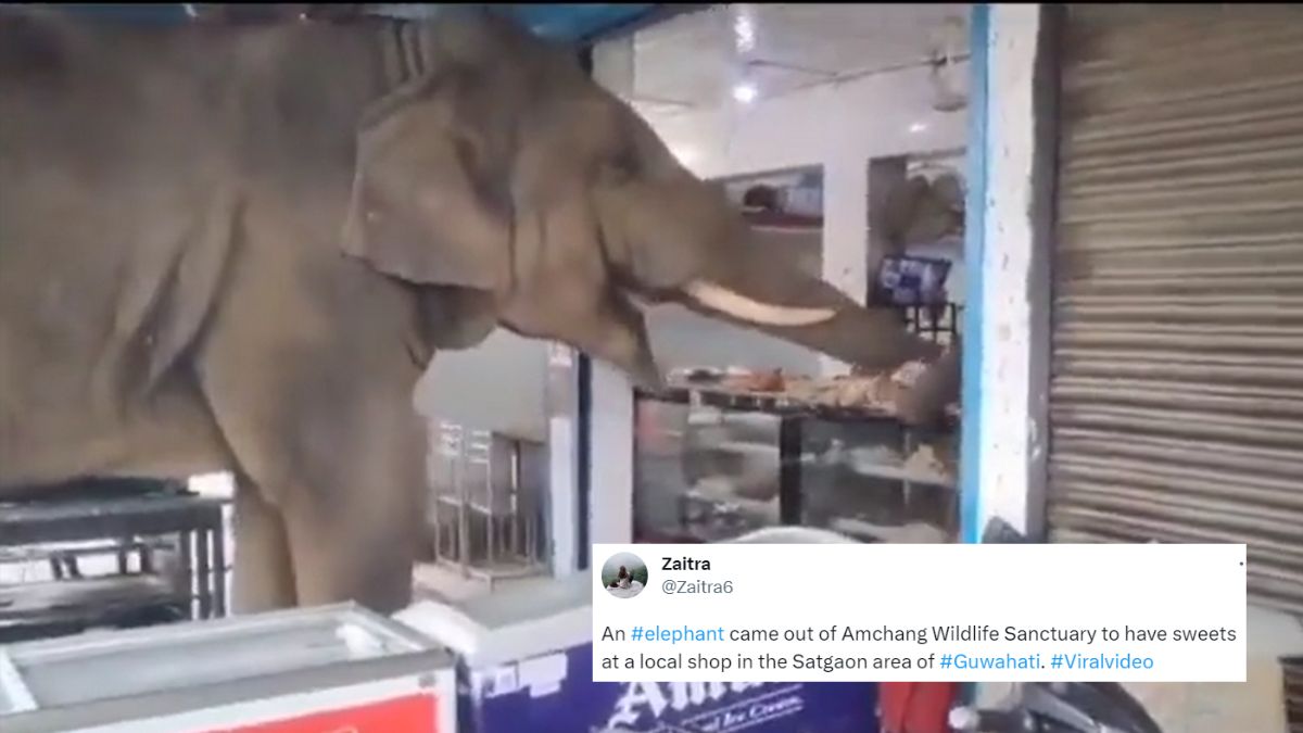 Guwahati: A Video of An Elephant Eating Sweets in A Local Shop is Heart-Melting