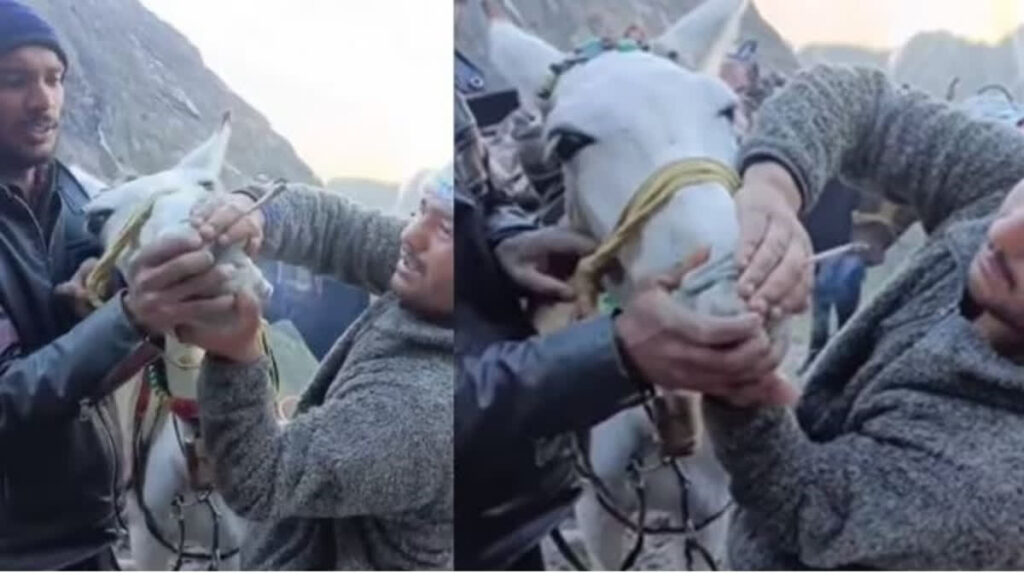 Rowdies Forced Horse to Smoke Weed During Kedarnath Trip