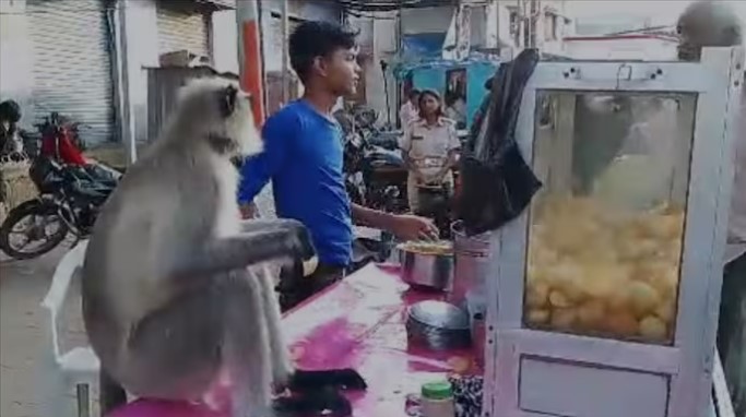 Monkey Enjoys Golgappas in A Viral Video From Gujarat