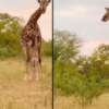 A Mother Giraffe Chases Hyena to Protect Her Calf