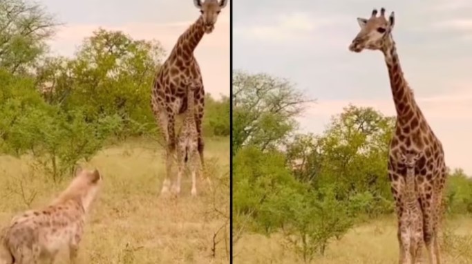 A Mother Giraffe Chases Hyena to Protect Her Calf