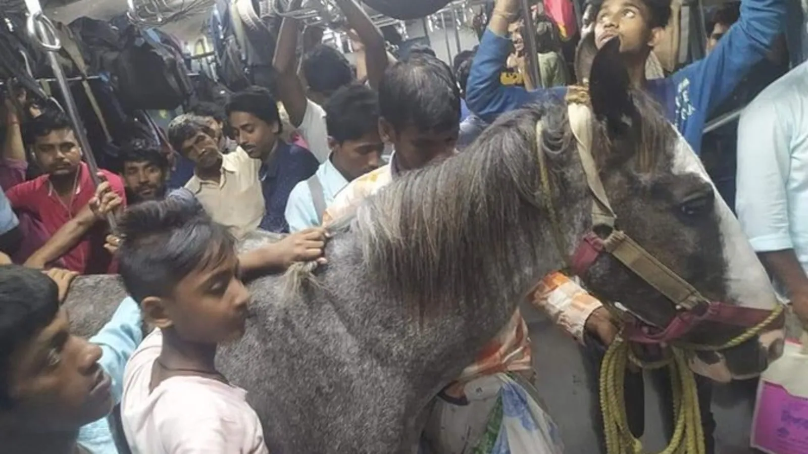 Photo of Horse Traveling By Local Train Going Viral