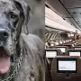 US Man Books Three Plane Tickets to Travel With His Pet