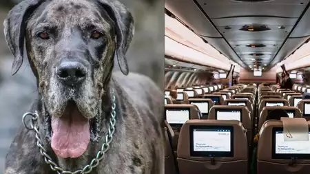 US Man Books Three Plane Tickets to Travel With His Pet